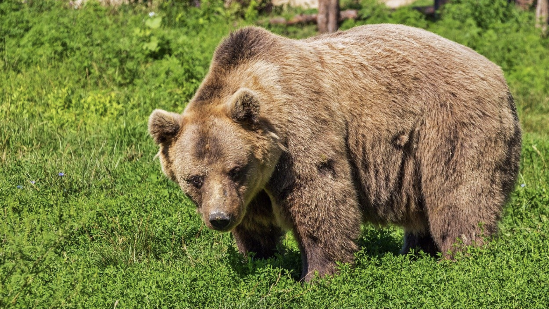 В нацпарке медведь напал на туристов и позавтракал ребенком