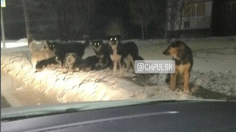 Вблизи двух школ в Ульяновске обитает стая бродячих собак