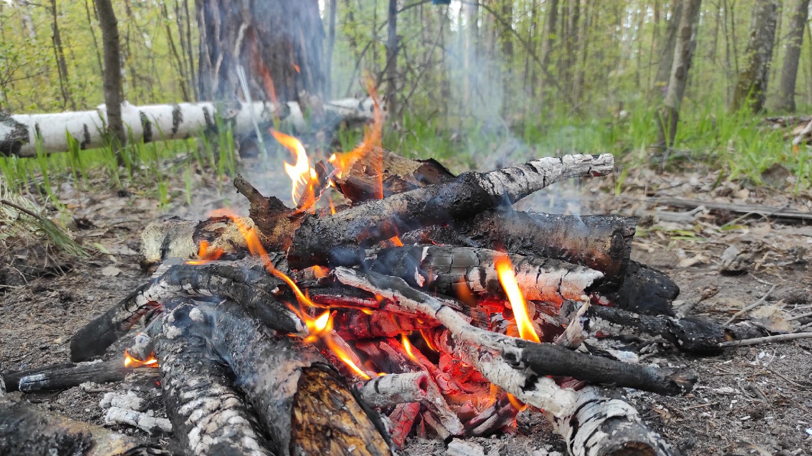 В лесах Ульяновской области с 18 по 20 июня установится пожарная опасность 4 класса
