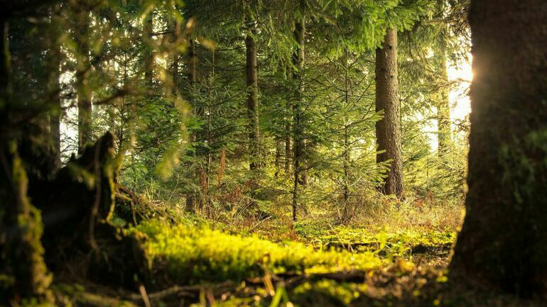 Минприроды расторгнет договоры с шестью арендаторами леса из-за накопившихся долгов
