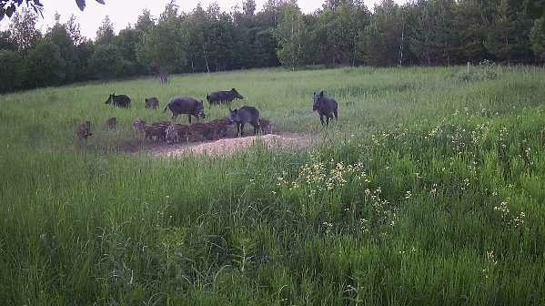 В Ульяновской области 1 июля начался сезон охоты на кабана