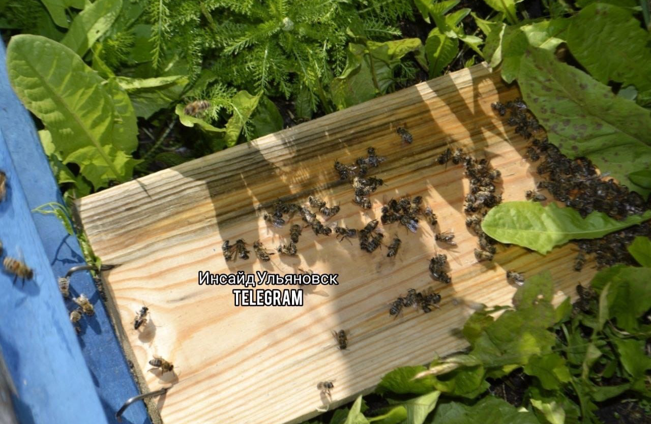 В Ульяновске в Майнском районе массово погибли пчелы после обработки полей пестицидами