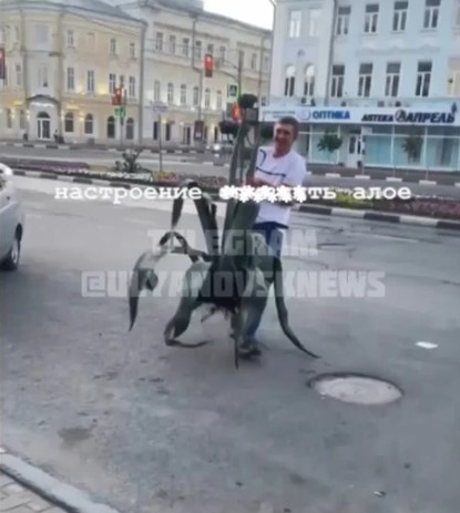 В Ульяновске вандал выдрал агаву с уличной клумбы