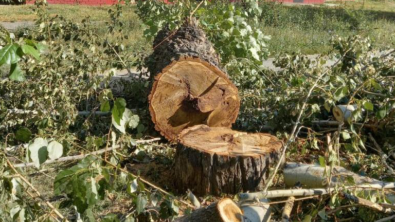 108 аварийных деревьев снесут в Ульяновске за неделю: список улиц