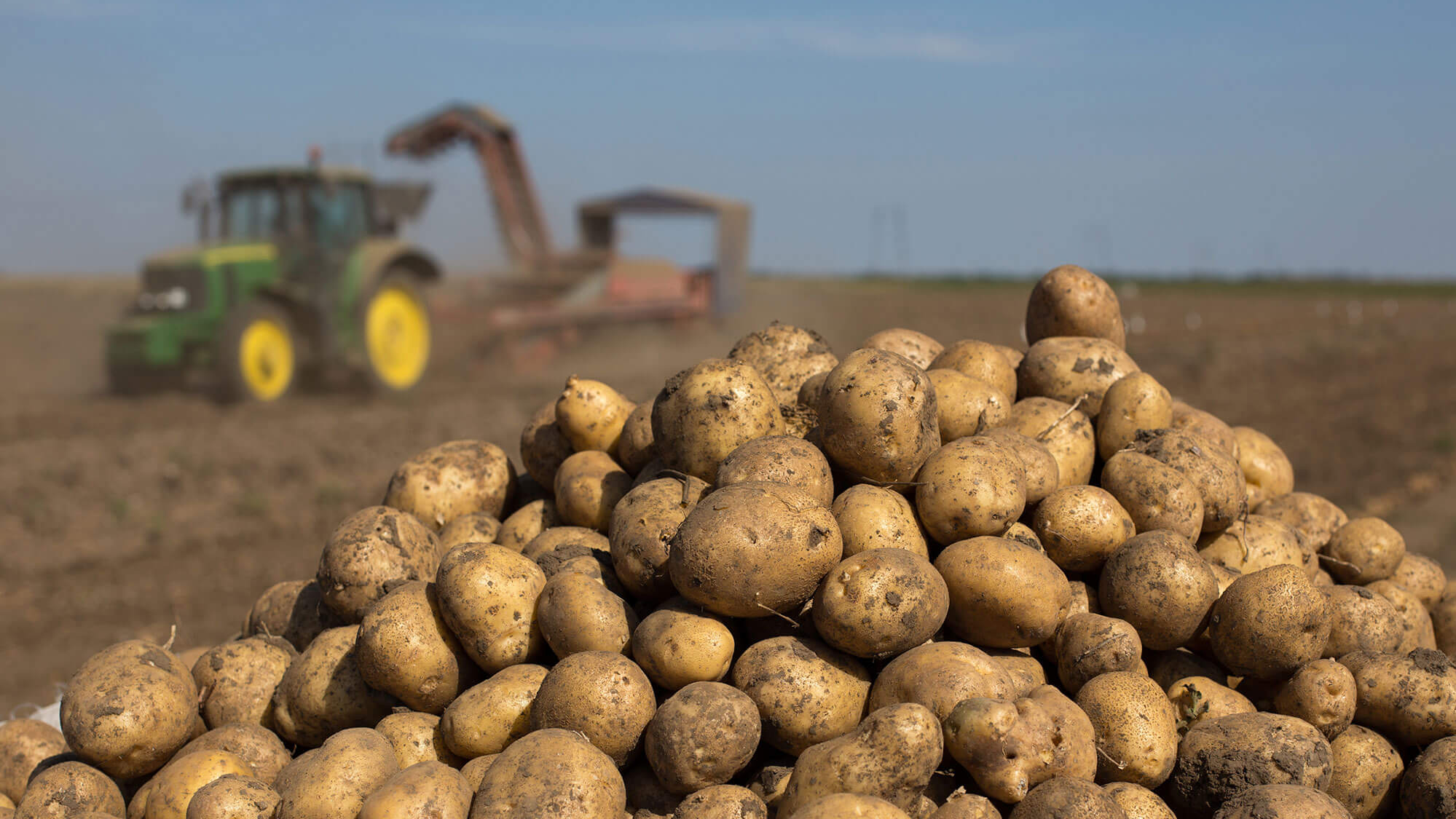 Урожайность картофеля составляет. Сбор картофеля. Уборка картофеля. Урожай картофеля.