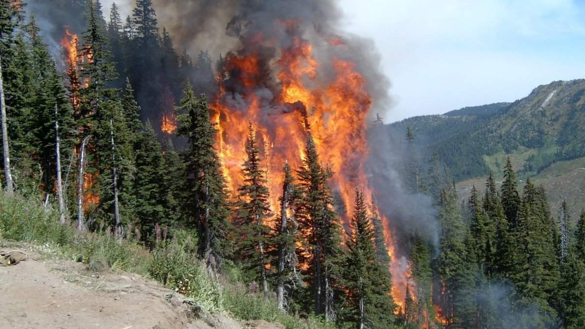 В лесах Ульяновской области были ликвидированы 16 пожаров