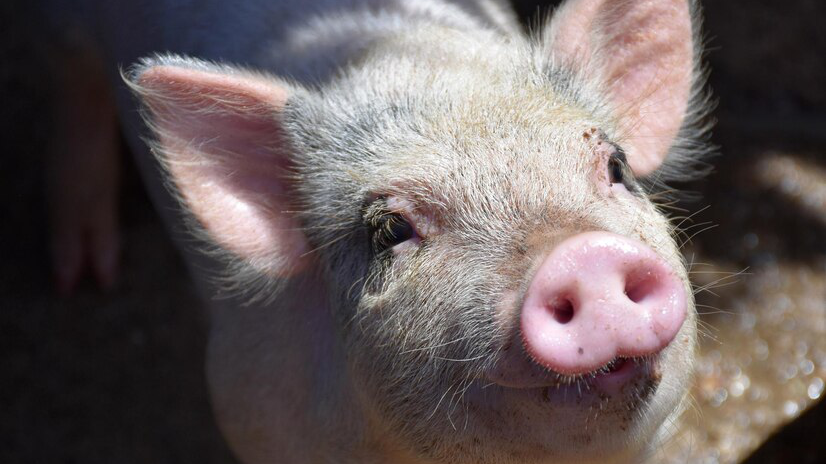 Жители Старомайнского района год не смогут разводить свиней из-за африканской чумы 