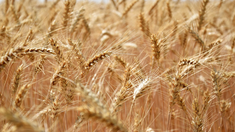 В Ульяновской области аграрии намолотили 1,2 млн тонн зерна