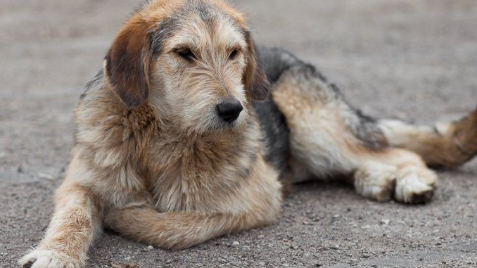 «Убийцы – бойцовские собаки»: В Ульяновской области с июня 2022 года гибнут домашние животные
