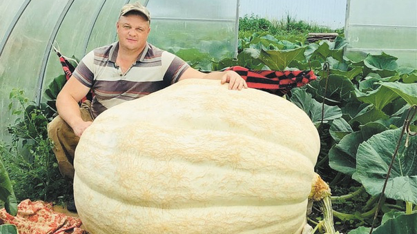 В Ульяновск привезут самую большую тыкву в России на выставку