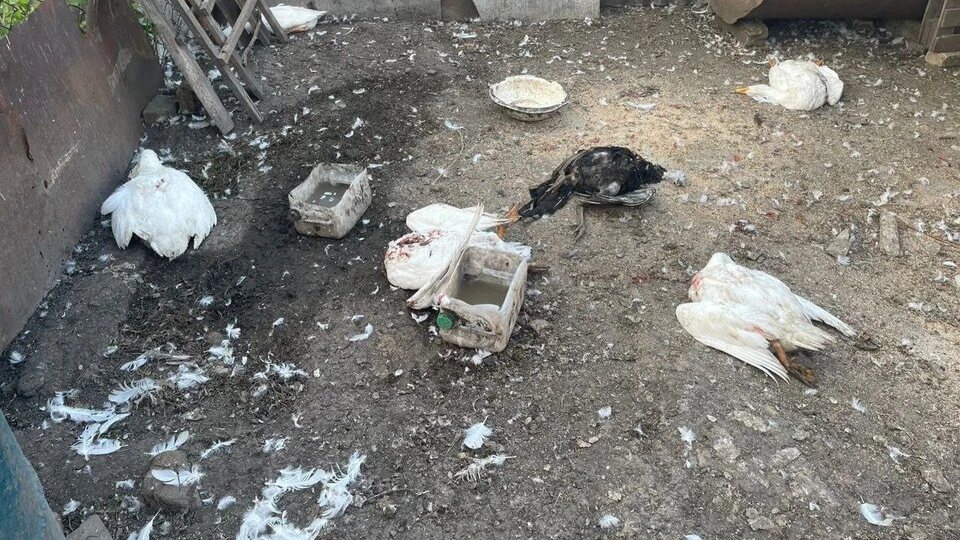 Соцсети: стая бродячих животных перегрызла домашний скот в поселке Тимирязевском Ульяновской области