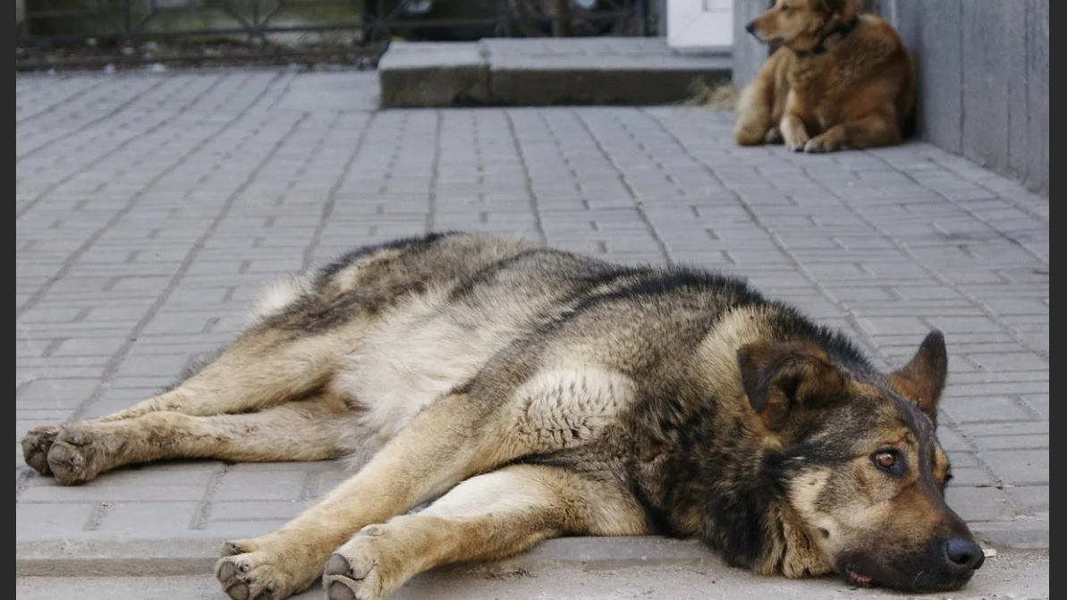 В двух районах Ульяновска будут отлавливать собак с 29 августа по 2 сентября