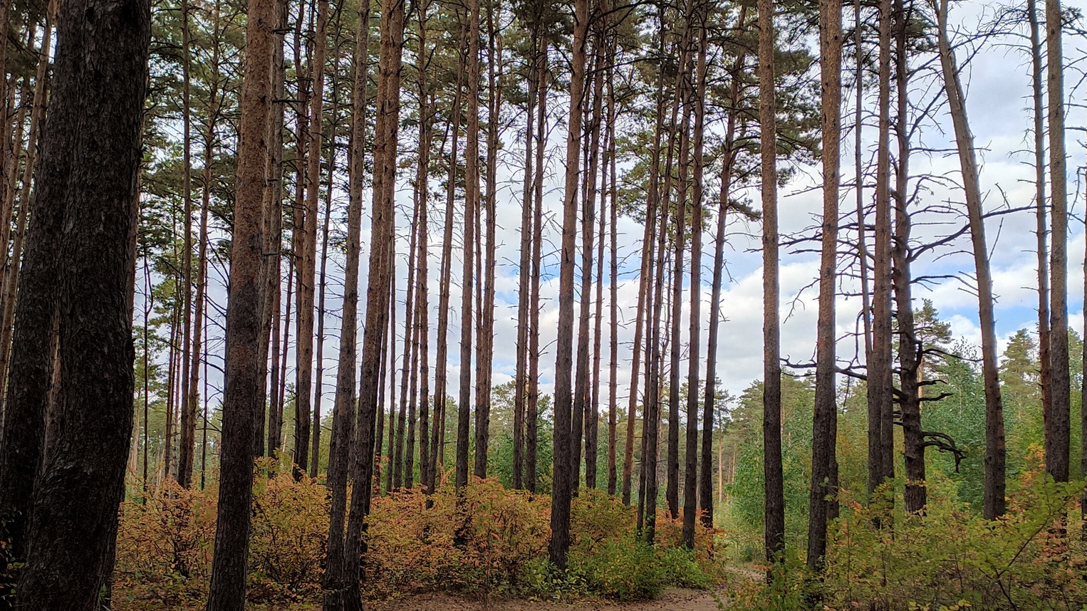 55 бесхозных лесных участков выявила прокуратура в Ульяновской области