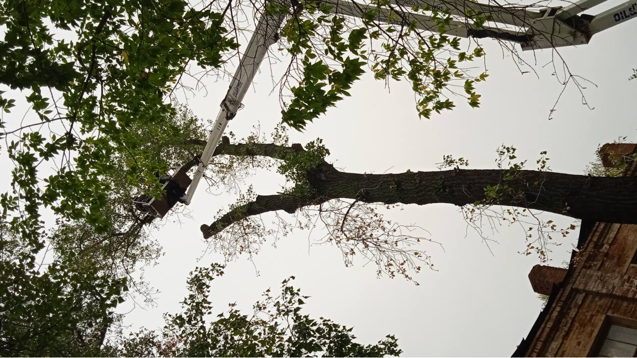 73 опасных дерева снесено в парках и скверах Ульяновска