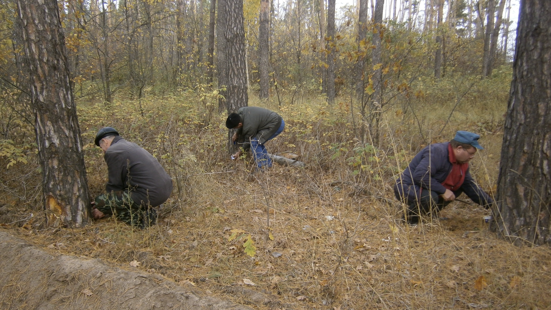 В лесах Ульяновской области вручную собрали более 2,5 кг яйцекладок непарного шелкопряда