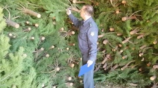 В Ульяновской области начали заготавливать елки к Новому году