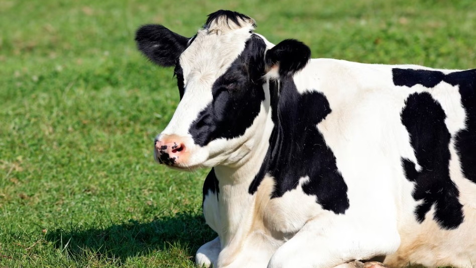 Жительница Ульяновской области внесла предоплату за доставку несуществующей коровы