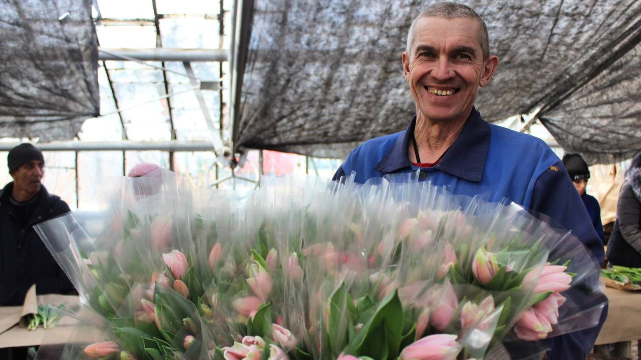 Ульяновцы смогут подарить женщинам местные тюльпаны на 8 Марта