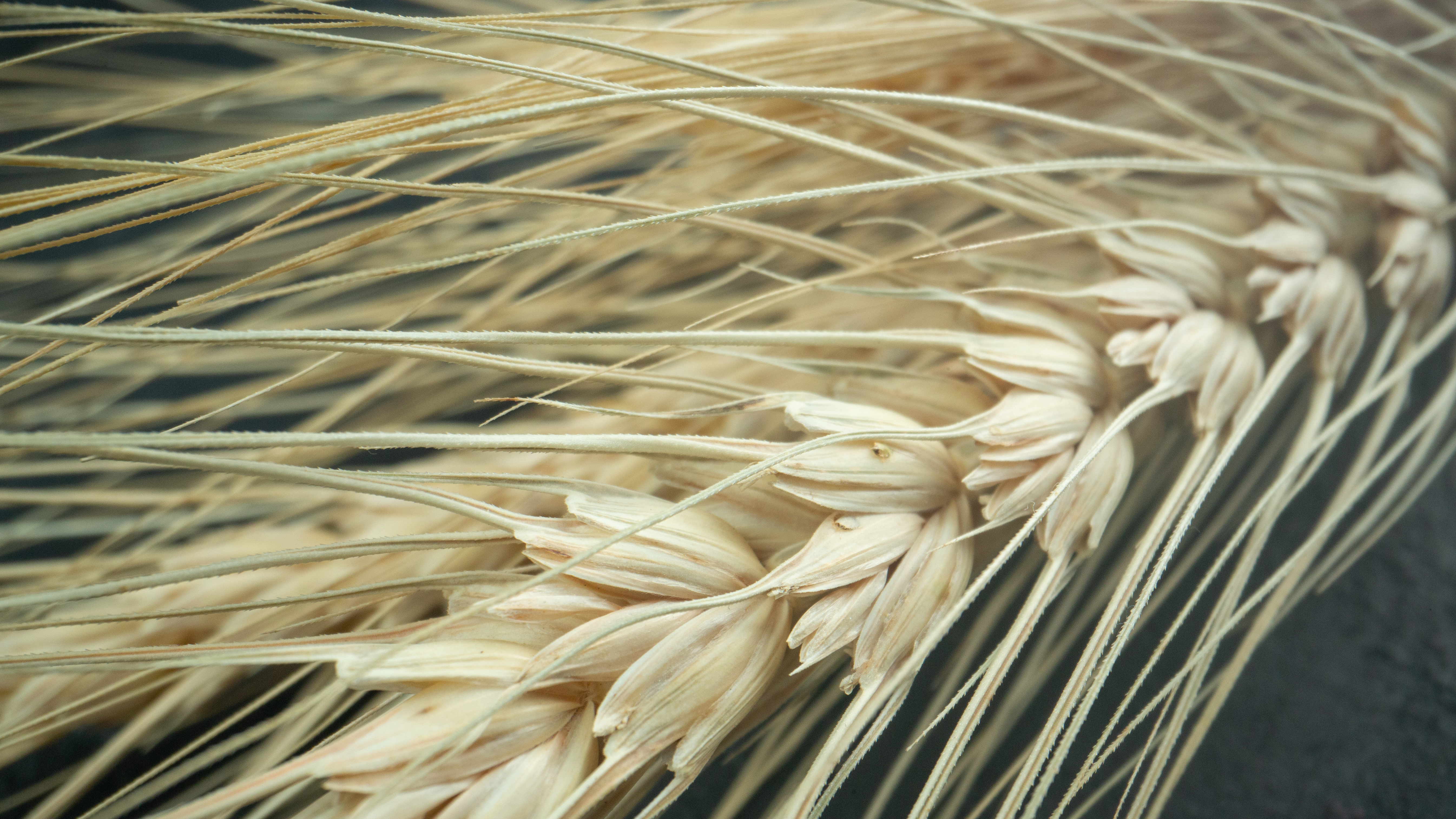 В Ульяновской области Россельхознадзор выявил нелогичное перемещение 585 тысяч кг пшеницы