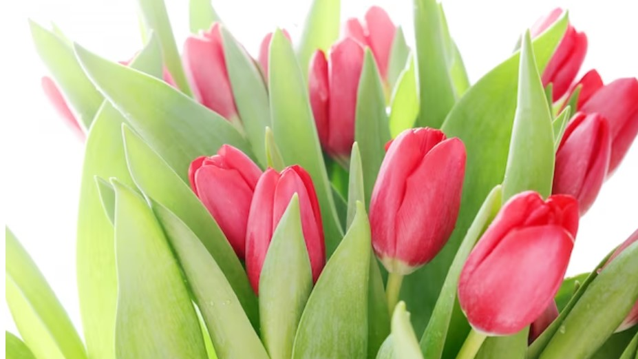 К 9 мая в Ульяновске расцветут тюльпаны 