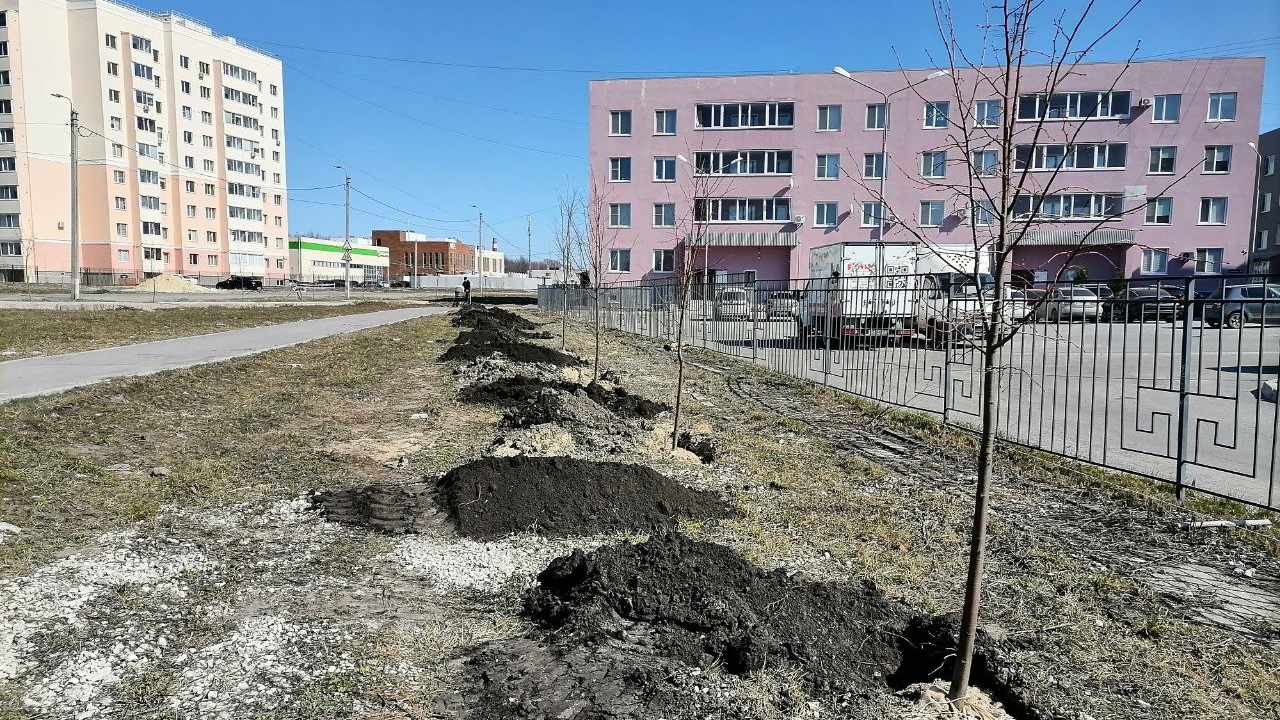 В Ульяновске высадят 200 лип на территории сквера «Трёх поколений»