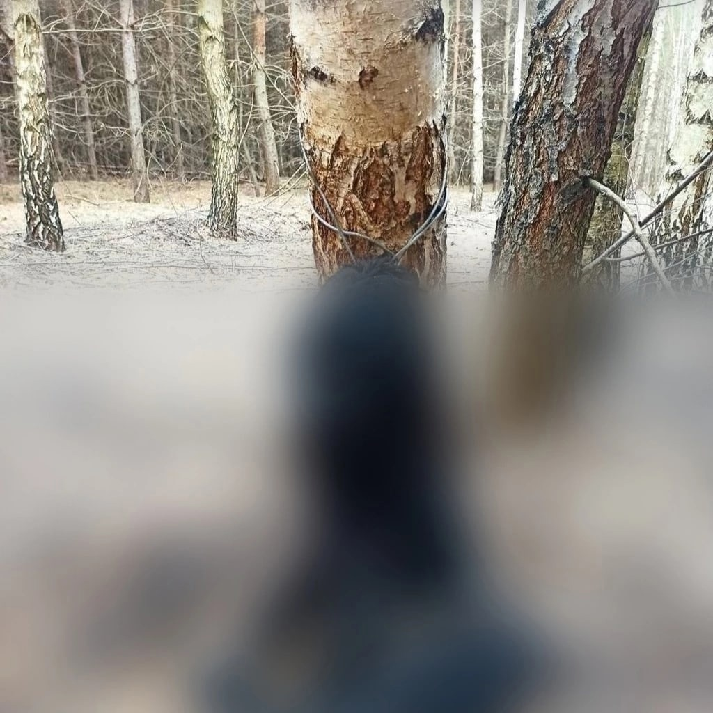 «Привязали к берёзе стальным тросом, оставив умирать»: в ульяновской лесопосадке неизвестные расправились с собакой