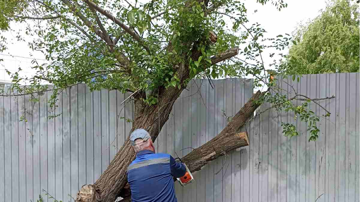 В Ульяновске снесли 138 погибших деревьев на Сельдинском шоссе