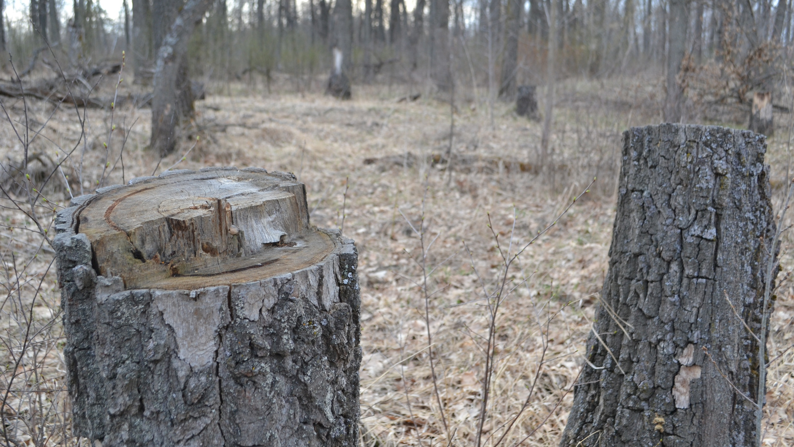 В Ульяновской области у Белого озера вырубили деревьев на 70 тысяч рублей