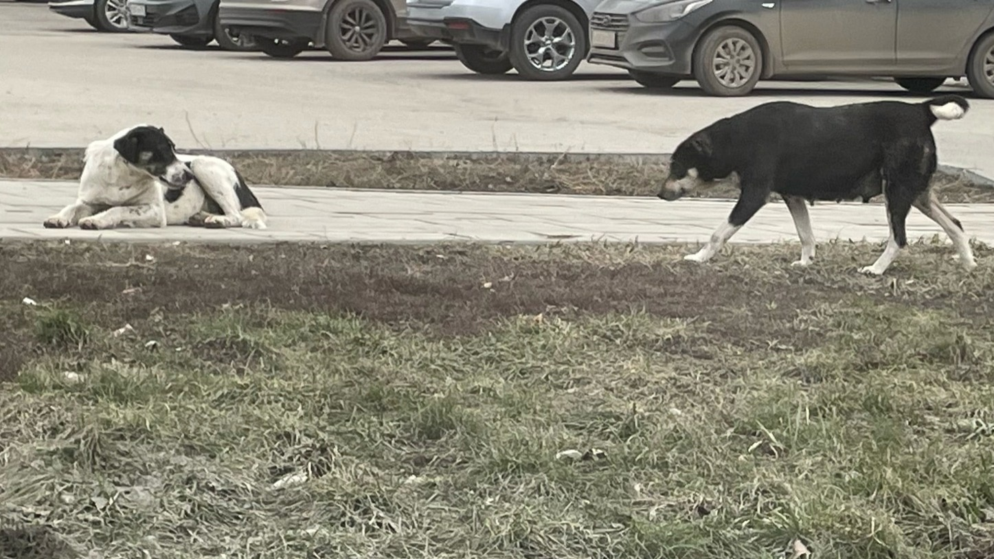 Бездомная собака напала на подростка в Ишеевке: матери ребенка выплатили компенсацию