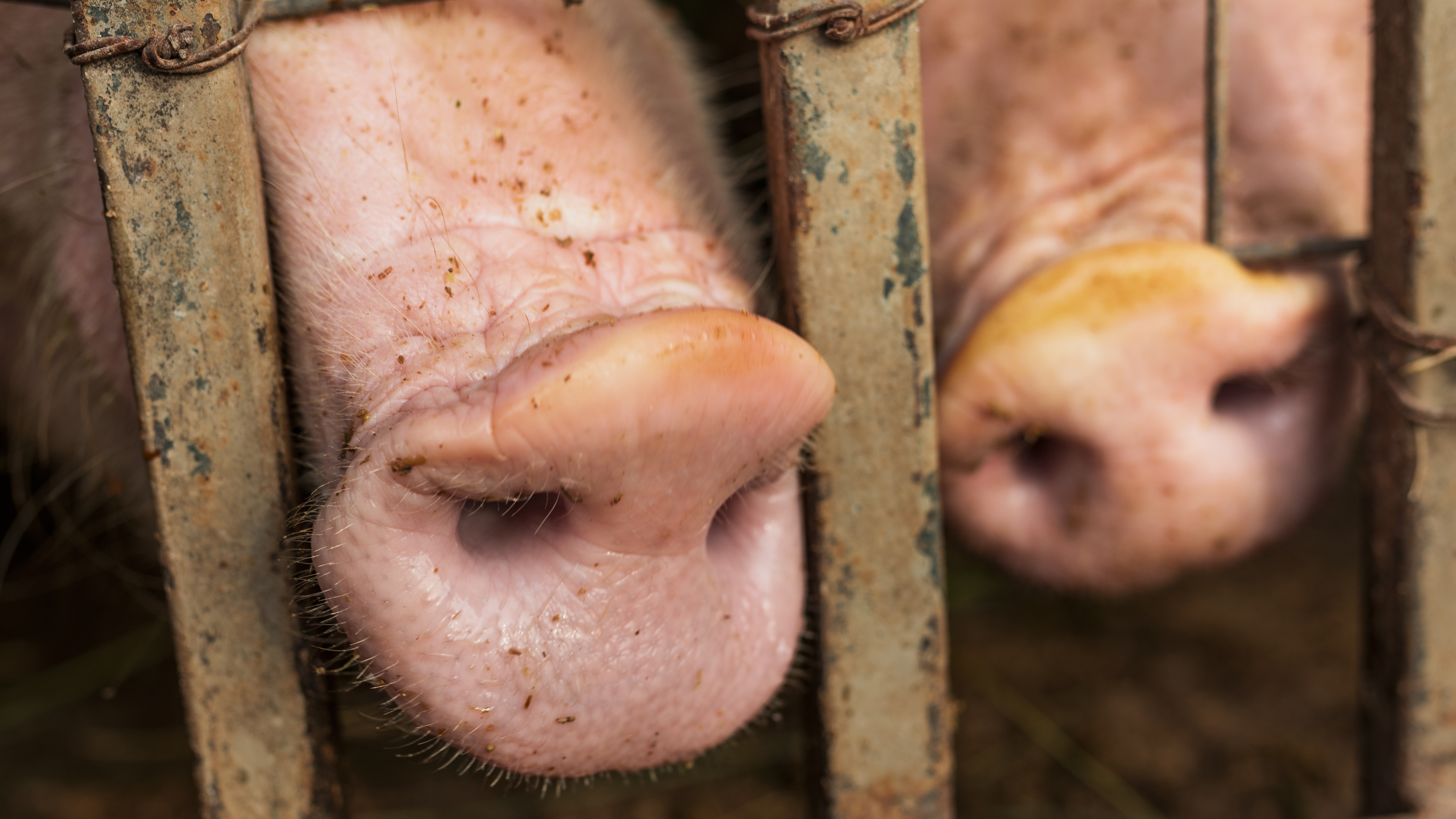 Из-за вируса африканской чумы у жителей Ульяновской области изъяли 784 свиньи