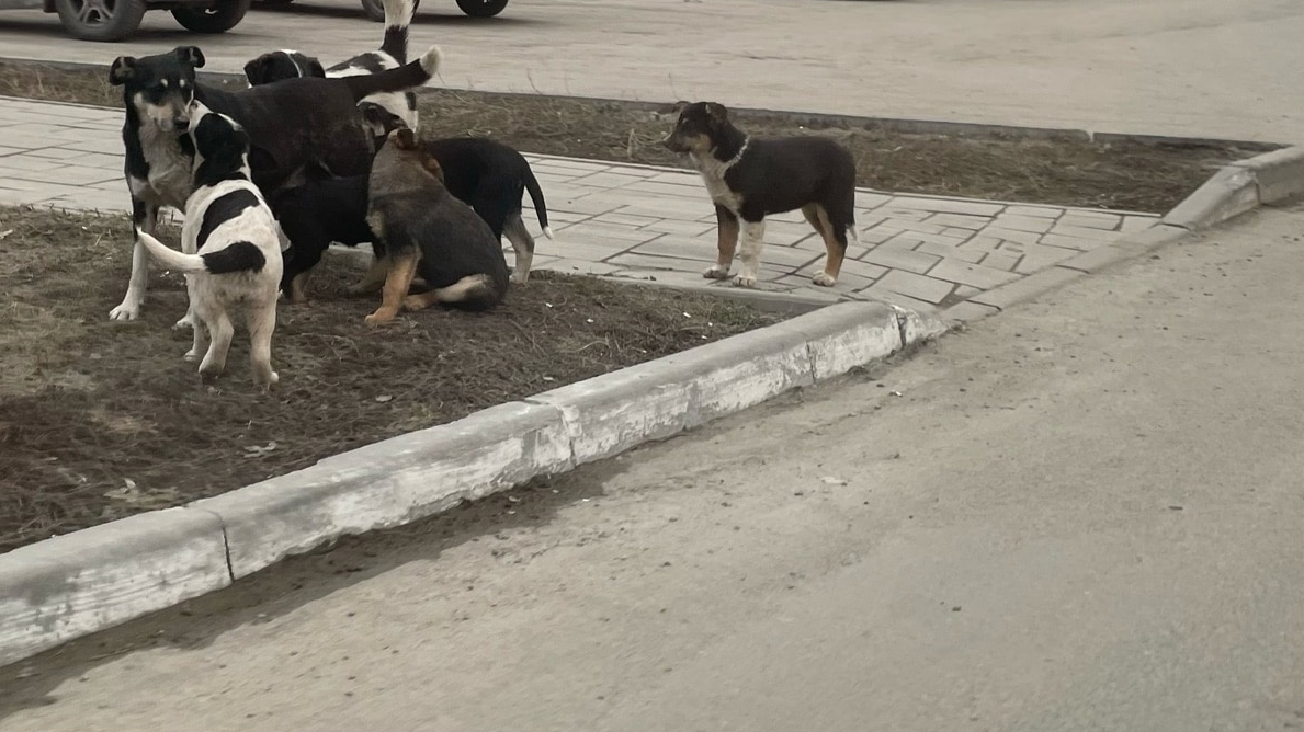 В Ульяновске на бульваре Пензенском нашли подозрительные трупы животных
