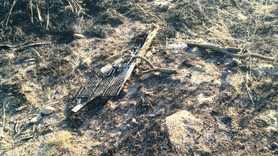 В Ульяновской области любители шашлыков спалили тереньгульский лес