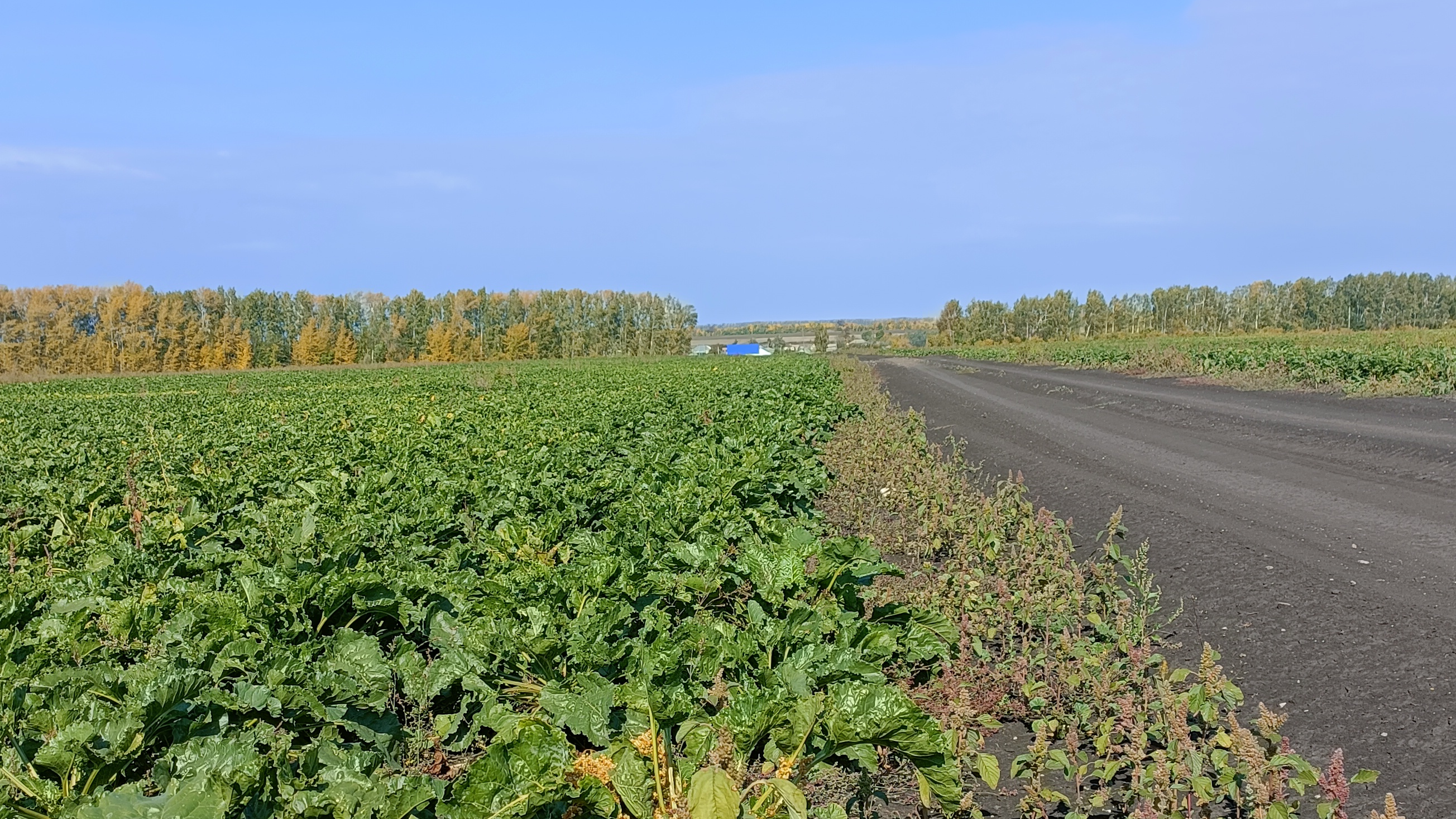 Где Купить В Ульяновской Области