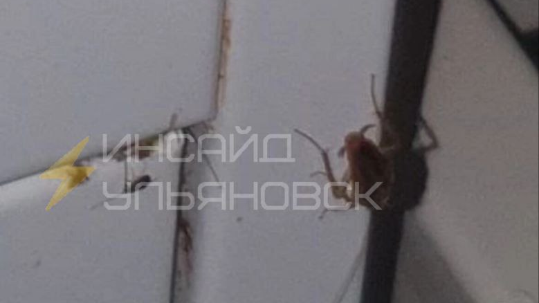 Пациенты Ульяновской областной больницы пожаловались на тараканов в палатах