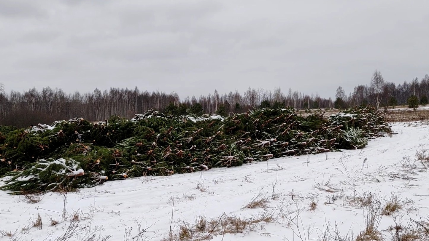 Из Ульяновской области в другие регионы РФ и за рубеж отгрузили более 75 тысяч рождественских деревьев