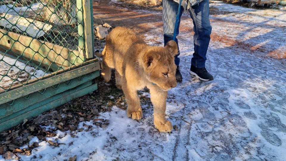 В Ульяновский зоопарк отправят спасенного от браконьеров львёнка