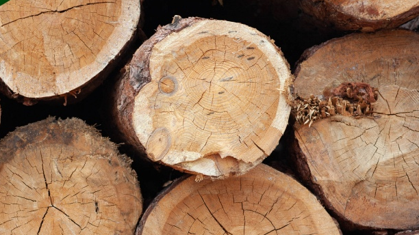В Ульяновской области реализовали древесины на 12 млн рублей