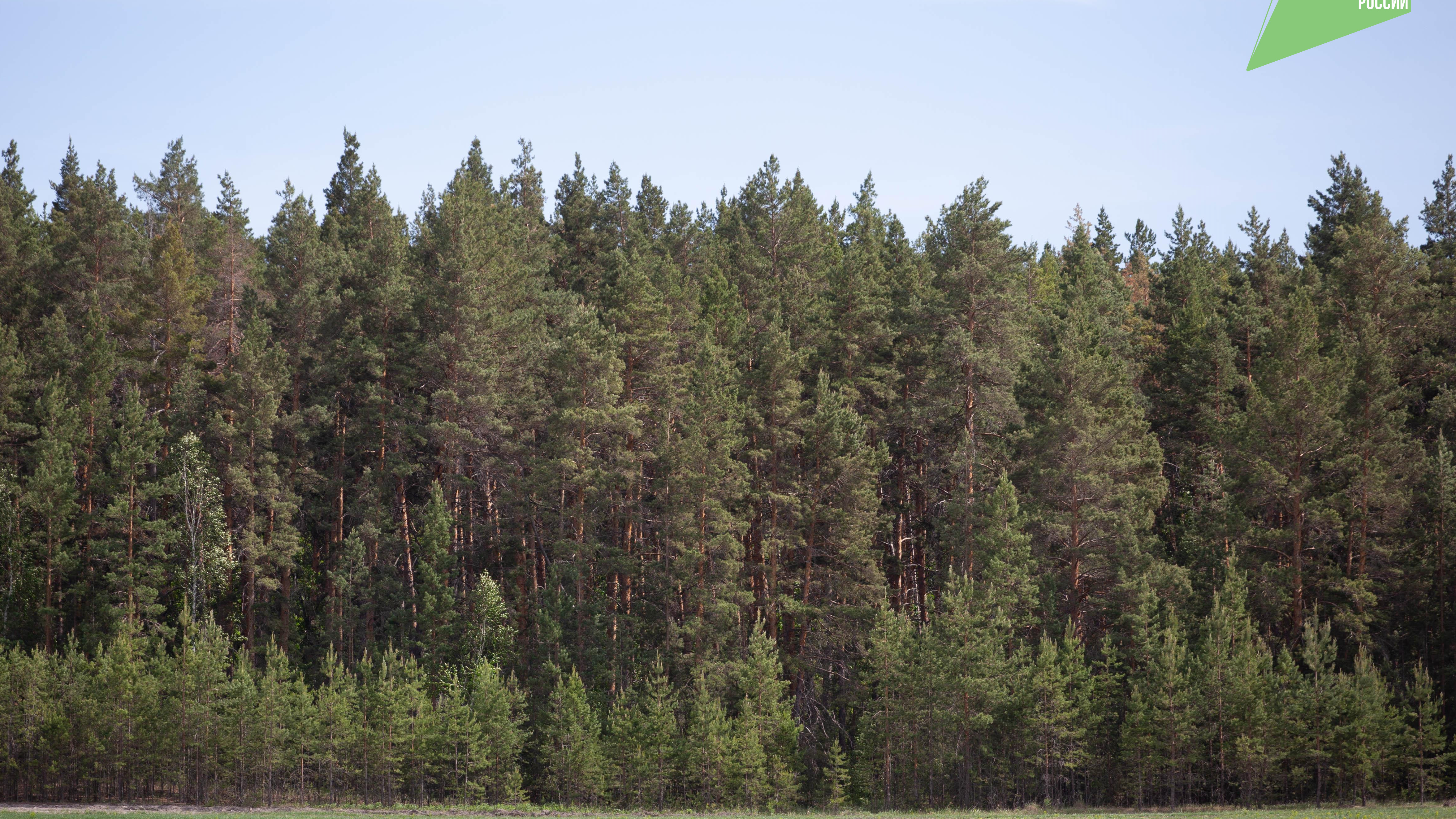 В Ульяновской области 4 тысяч гектаров леса ожидает лесопатологическое обследование