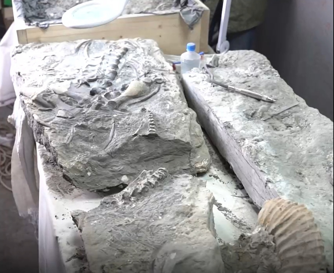 В Ульяновской области туристы обнаружили скелет неизвестного ранее ящера юрского периода