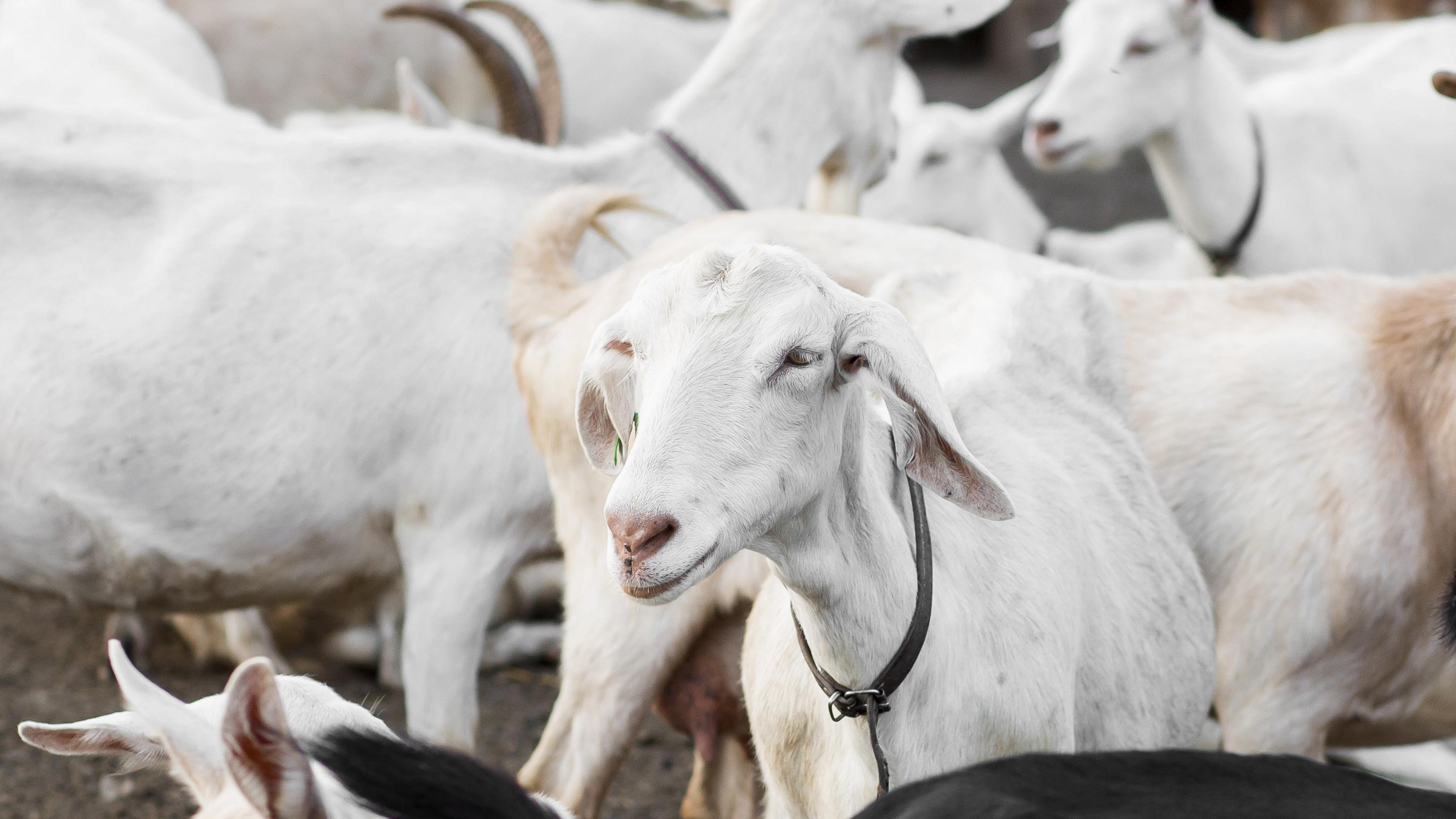 Увеличилась численность свиней, овец и коз в Ульяновской области