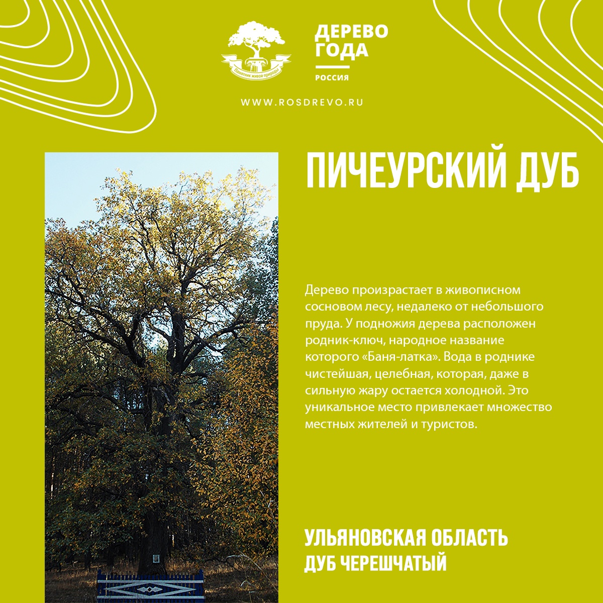 Дуб из Ульяновской области претендует на звание дерева года