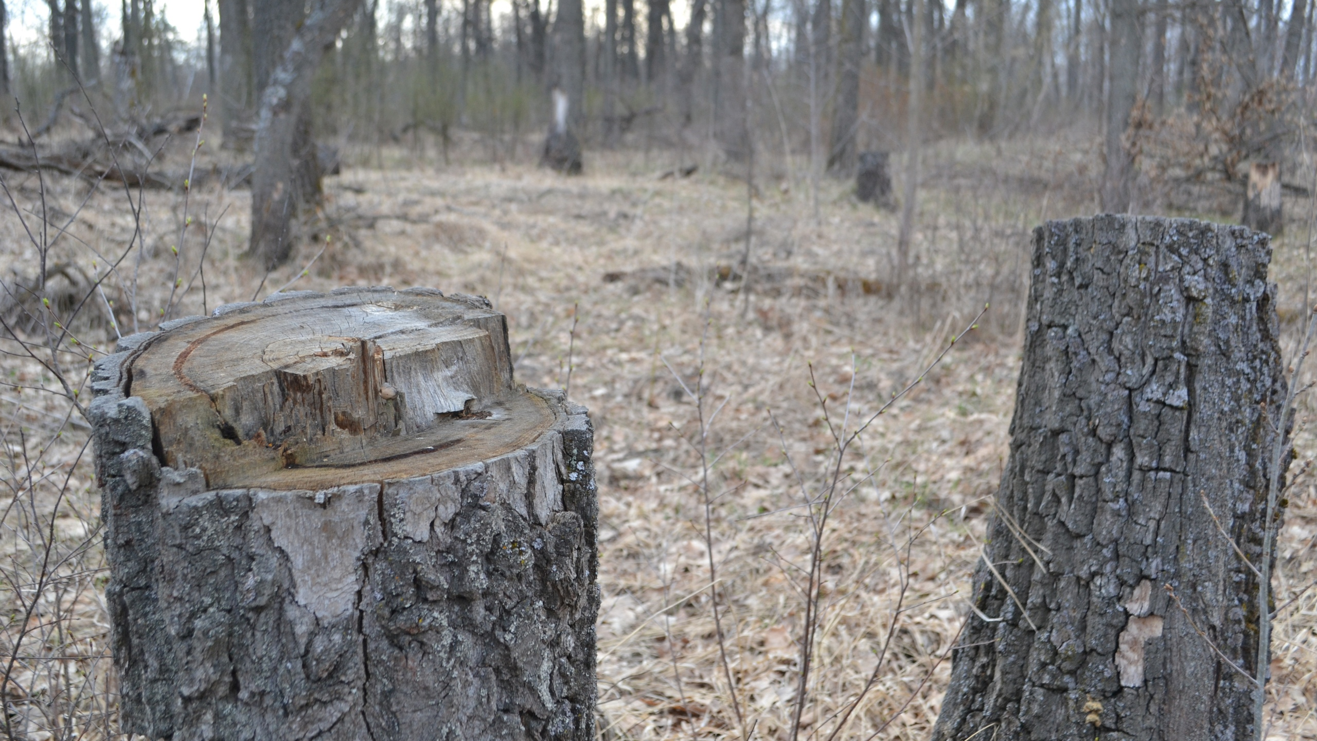 В Ульяновской области в лесополосе нашли тело женщины