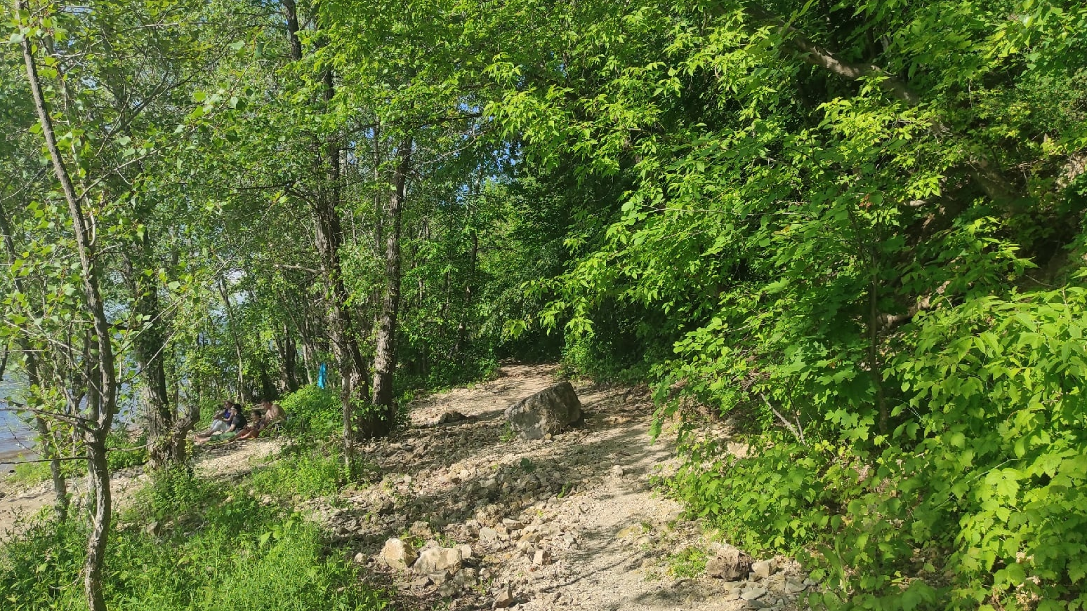 18 мая леса Ульяновской области начнут обрабатывать от непарного шелкопряда