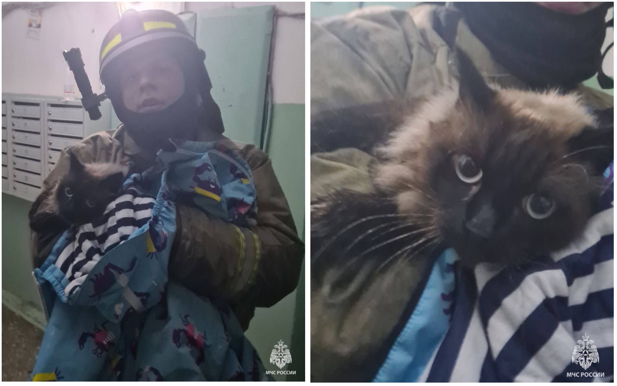 В Ульяновске пожарные МЧС России спасли семью и кота Феликса
