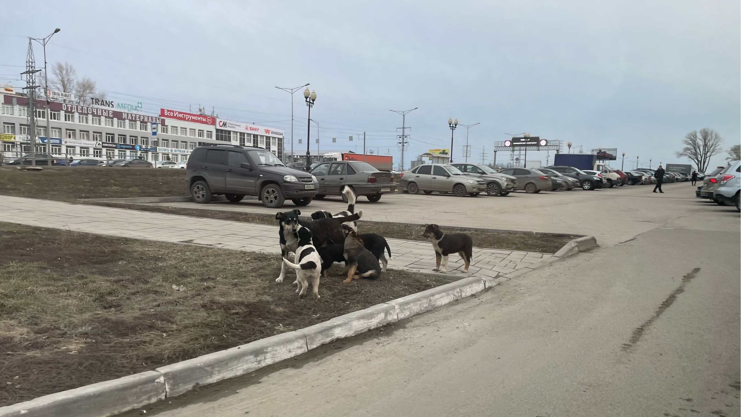Бездомная собака напала на ребенка на детской площадке в Димитровграде