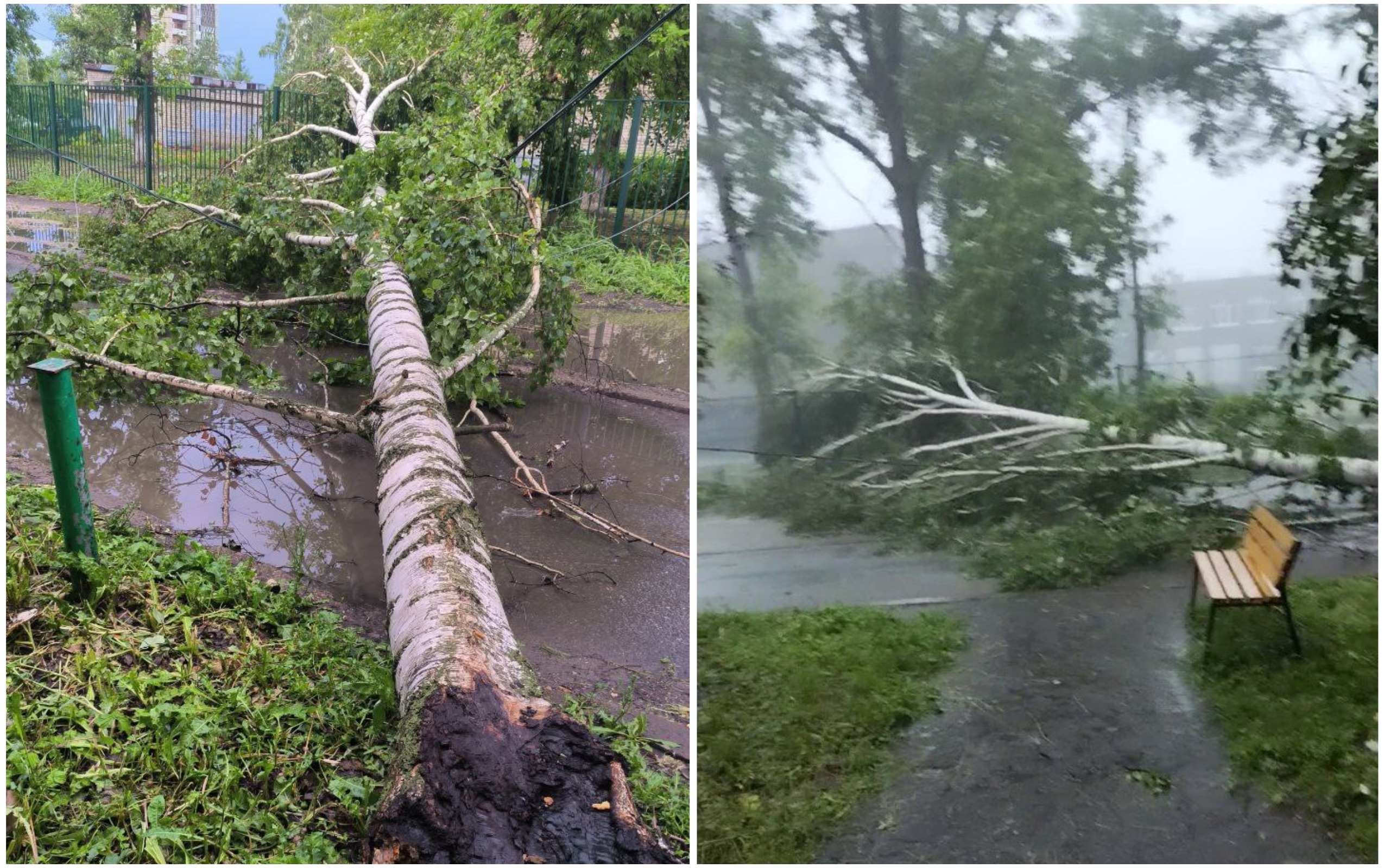 На Радищева во время грозы рухнуло дерево, задев провода и забор у школы №57