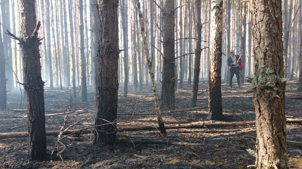 В Ульяновской области за выходные произошло 8 лесных пожаров 