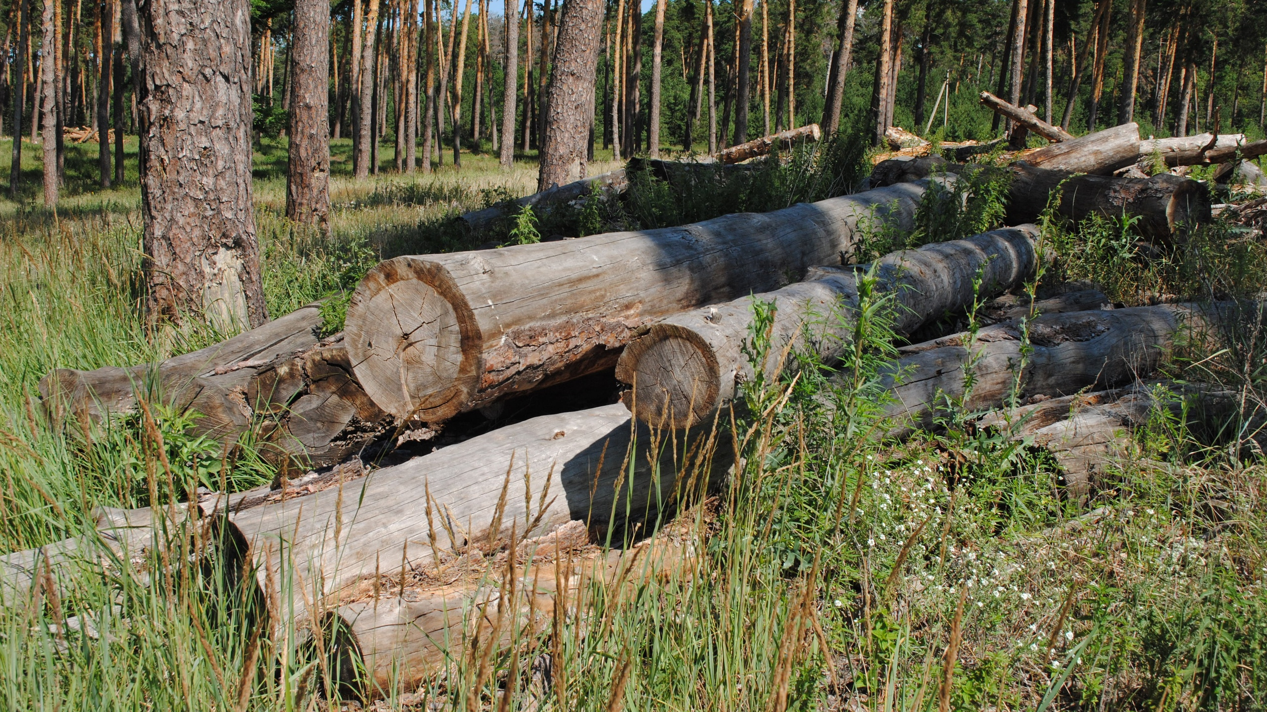Сельчанин из Ульяновской области срубил четыре дерева и получил за это уголовку