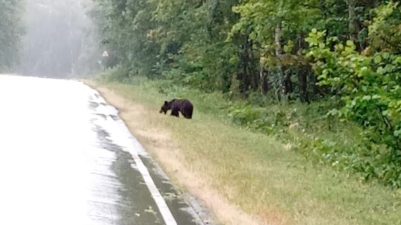 На дороге Ульяновской области заметили медведя