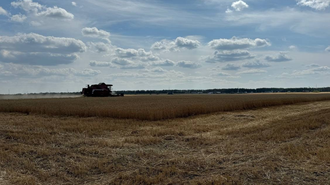 В Ульяновской области продолжается уборка урожая: зерновые обмолочены на 27%